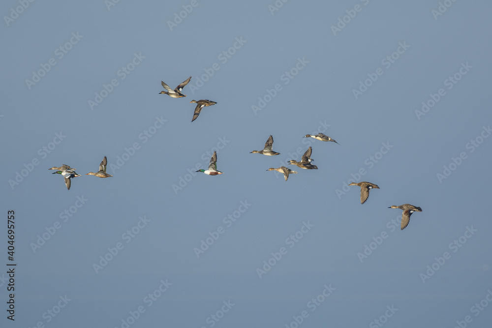 Northern shoveler ducks flock flying over wetlands