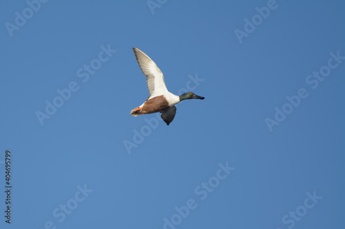 Northern shoveler duck drak male flying over head