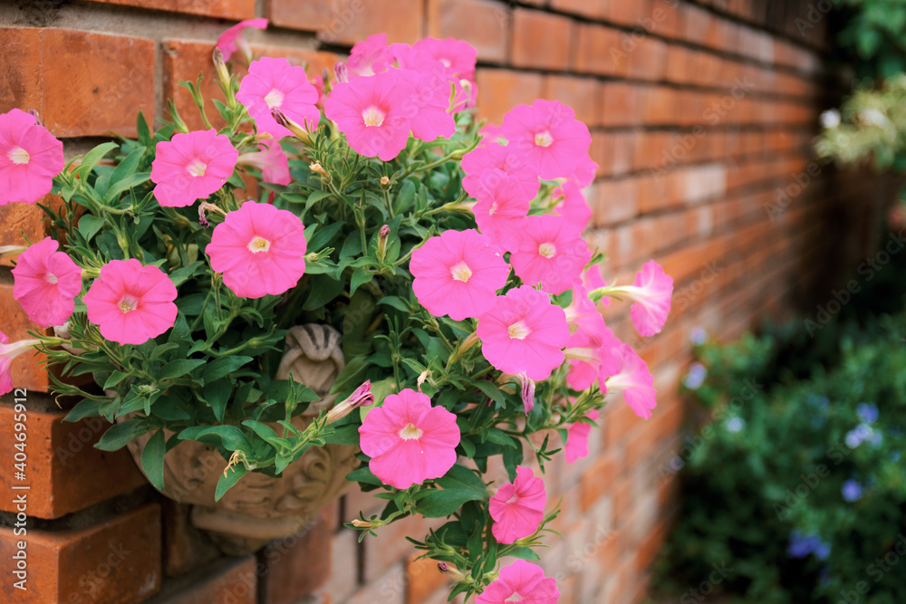 Pink flowers on pots. Pink flowers on pots.