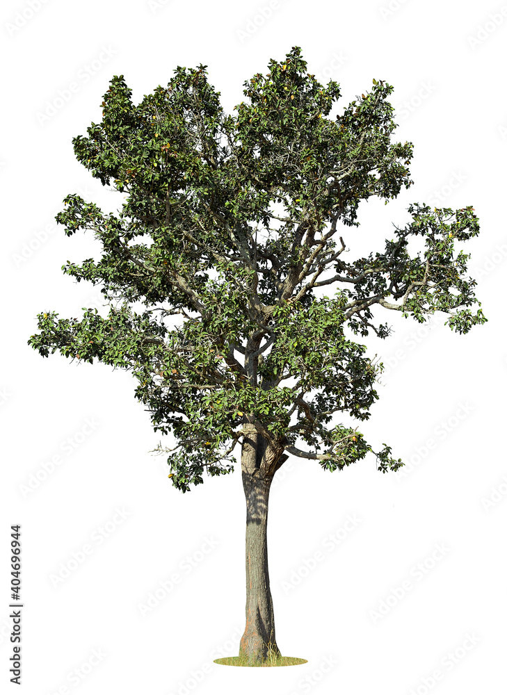 Trees isolated on white background, tropical trees isolated used for design, advertising and architecture. Trees isolated on white background, tropical trees isolated used for design, advertising and architecture.