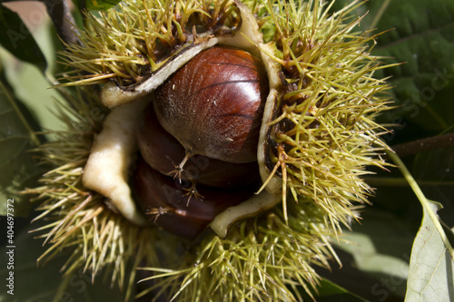 close up chestnut bur and chestnut in natural background