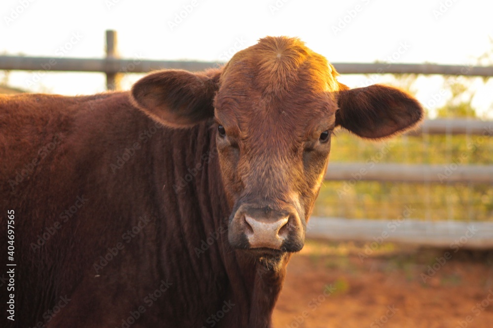 cow in the field cow in the field