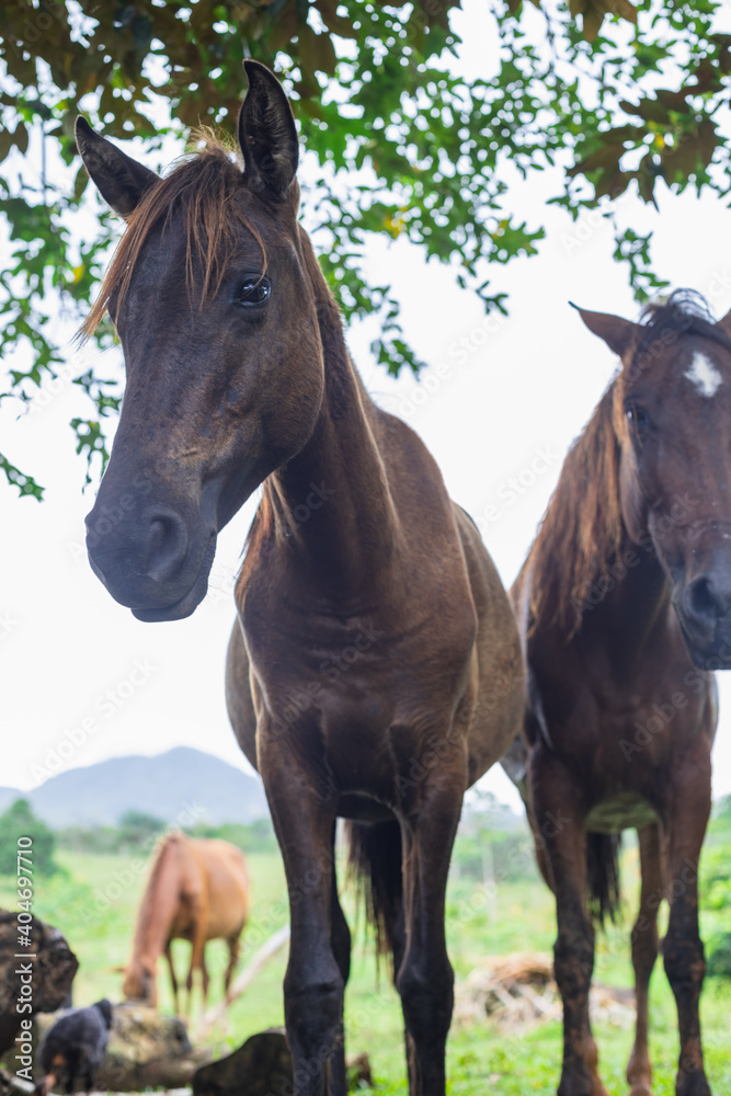 Fototapeta premium chocolate horse resting with trite look