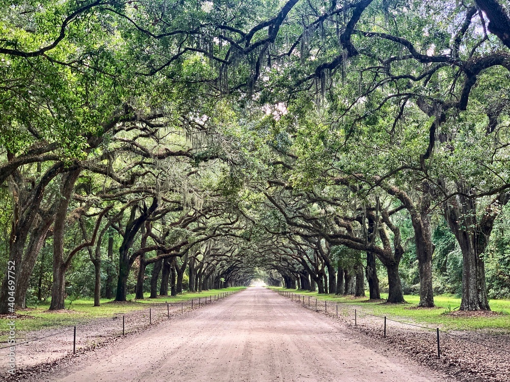 Naklejka premium Savanah plantation with oak tree path