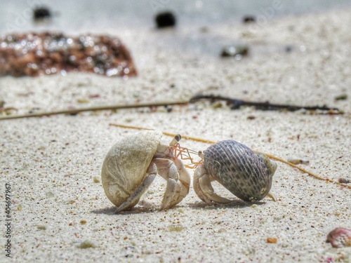 Fotografie, Obraz Hermit Crabs On Sand At Beach