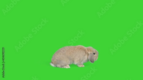 4K Small lop rabbit on green screen isolated with chroma key, real shot. Bunny hopping around sniffing. 
