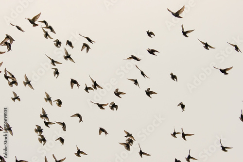 Common starlings that go out foraging in groups 