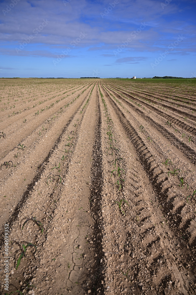Rows of newly planted seedlings in Homestead, Florida on sunny winter morning. Rows of newly planted seedlings in Homestead, Florida on sunny winter morning.