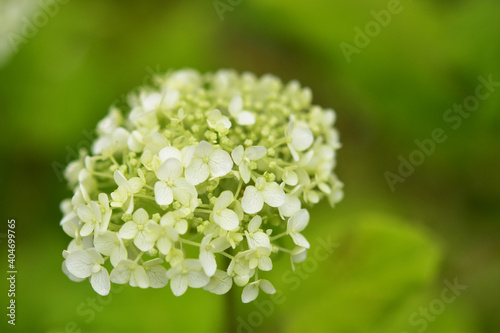 アナベルの花と蕾