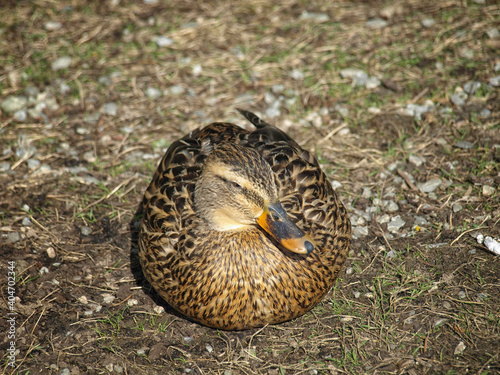 Female Mallard duck resting on the ground.