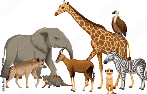Group of wild african animal on white background