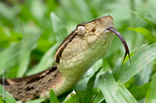 Venomous Fer-de-lance Snake in the Rainforest of Costa Rica - Terciopelo