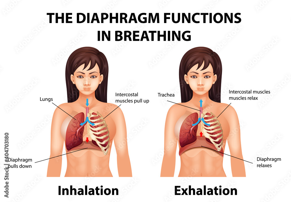 Fotografia The diaphragm functions in breathing