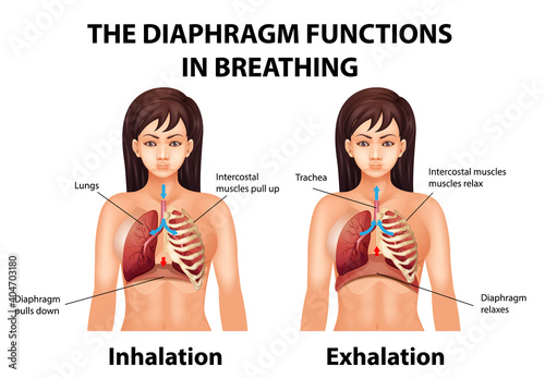 The diaphragm functions in breathing