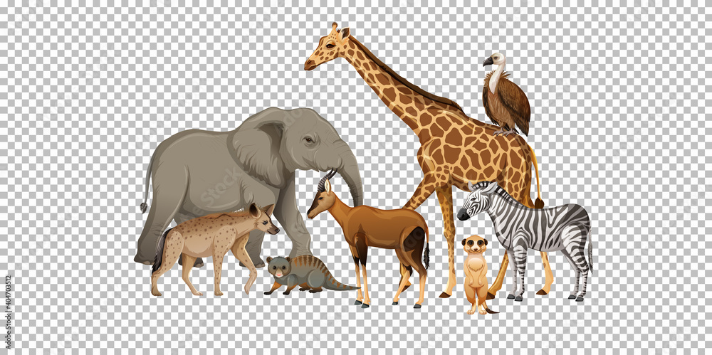 Fototapeta premium Group of wild african animal on transparent background