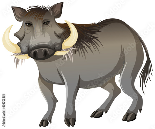 Front of wild boar in standing position on white background