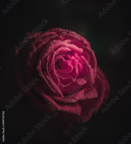 Beautiful Single Rose; Vintage style