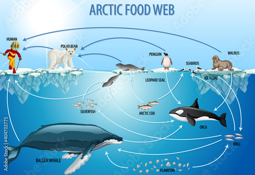 Education poster of biology for food webs diagram