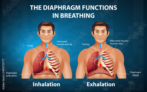 The diaphragm functions in breathing