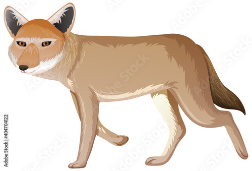 Coyote isolated on white background