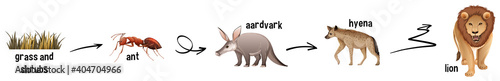 African animal food web on white background