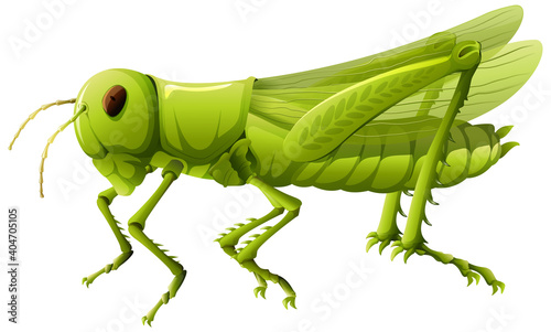 Close up of grasshopper in cartoon style on white background