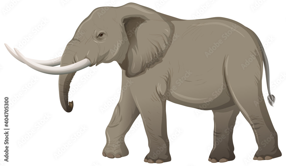 Adult elephant with ivory in cartoon style on white background Adult elephant with ivory in cartoon style on white background