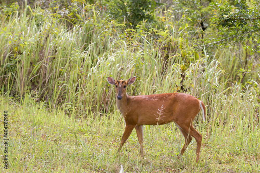 Barking deer(Muntiacus muntjak) in Khao Yai national park, Thailand Barking deer(Muntiacus muntjak) in Khao Yai national park, Thailand