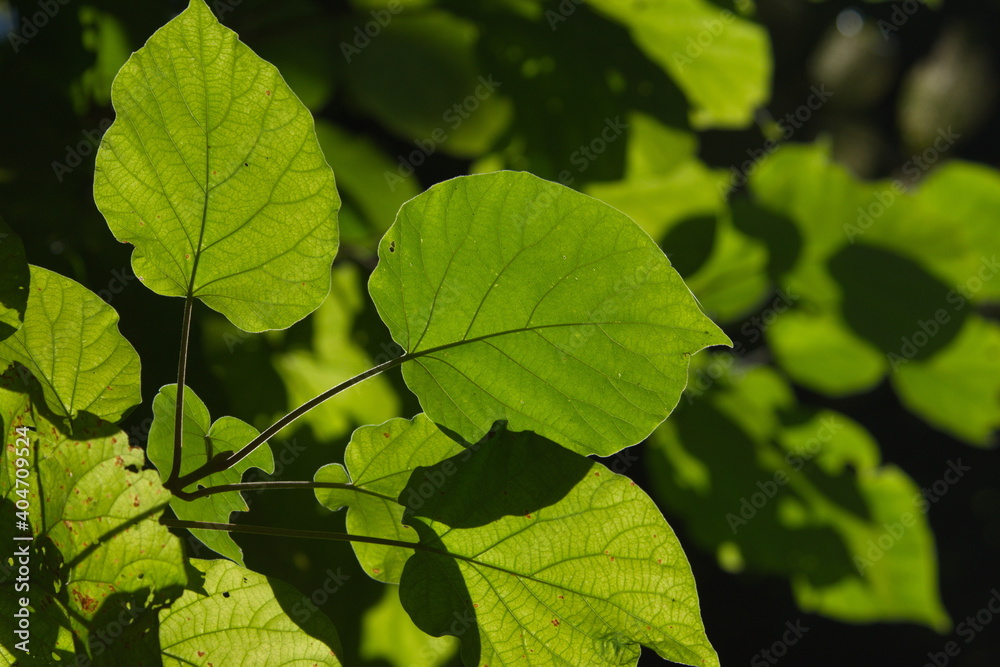 tropical broadleaf on tree in the wild,green color of chlorophyll,carbon stock concept. tropical broadleaf on tree in the wild,green color of chlorophyll,carbon stock concept.