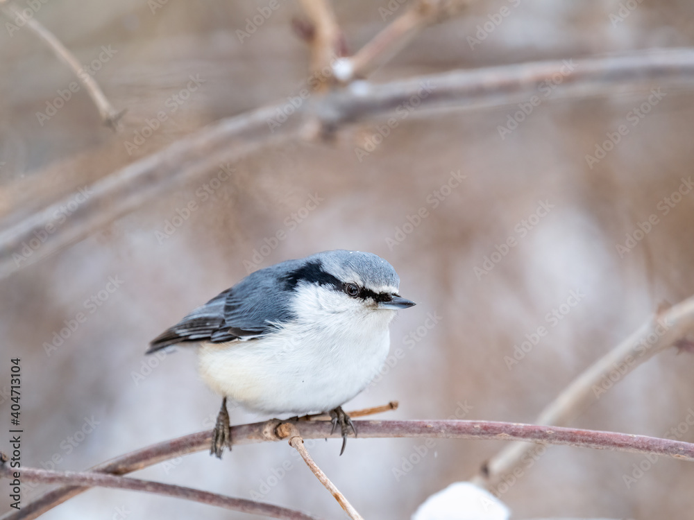 Eurasian nuthatch or wood nuthatch, lat. Sitta europaea, sitting on a tree branch with a blurred background. Eurasian nuthatch or wood nuthatch, lat. Sitta europaea, sitting on a tree branch with a blurred background.