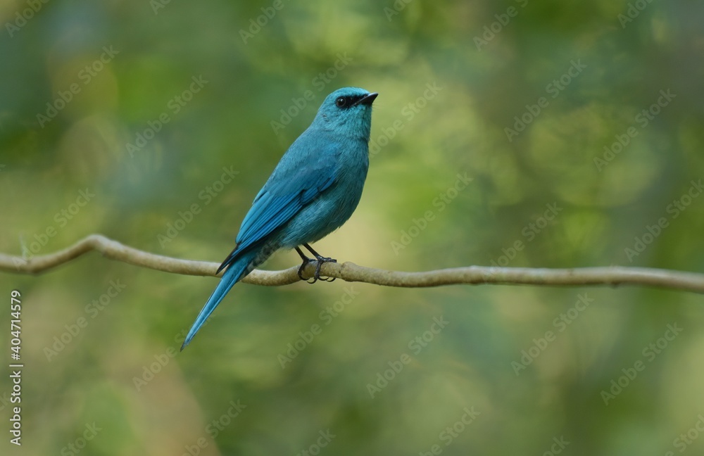 Light blue-gray rather than male The eyes and eyes are not as clear as the male. Different from the light blue insect catching bird at the shorter mouth The bottom of the sky has white stripes.