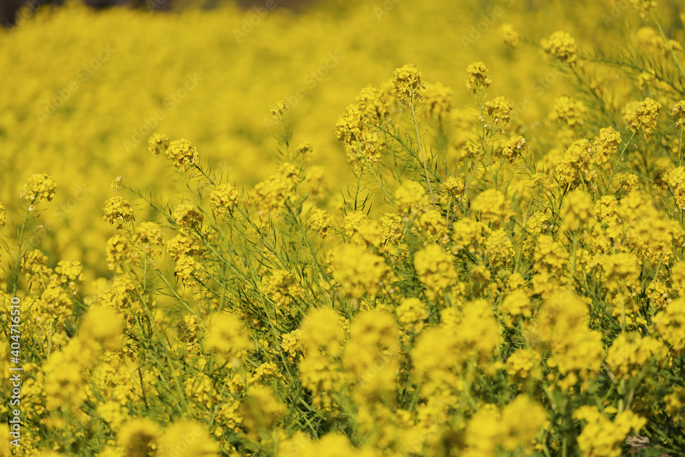 Obraz premium 菜の花畑