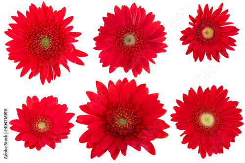 Red Gerbera Daisy as background picture.flower on clipping path. © Nipaporn