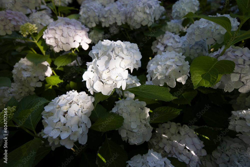 White hydrangeas in the late afternoon sunlight White hydrangeas in the late afternoon sunlight