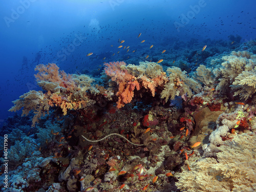 A deep Red Sea coral reef