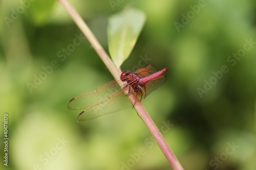 red dragonfly Trithemis aurora on a green leaf