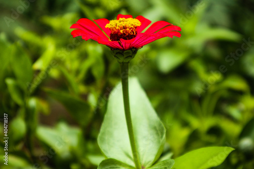 This is a beautiful red tithonia flower