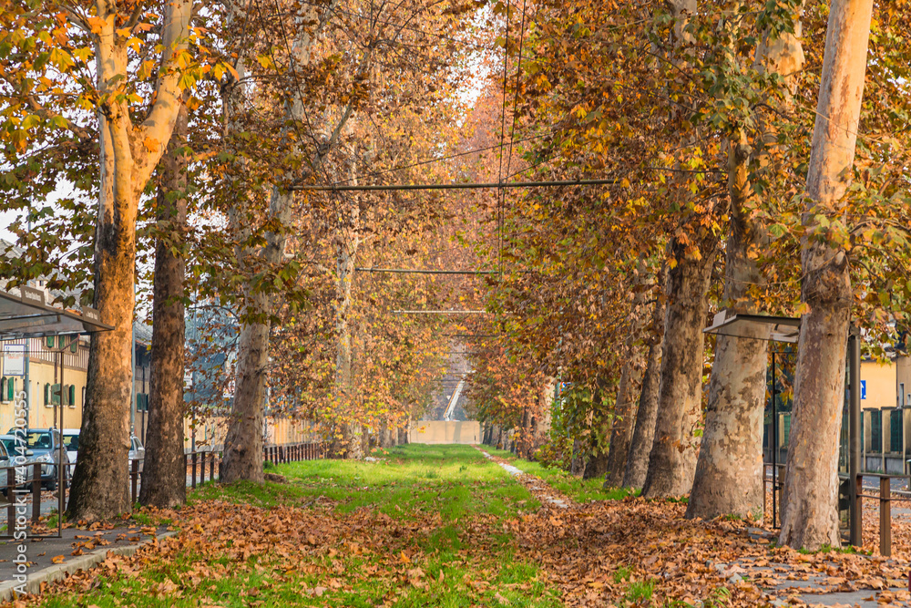 イタリア　ミラノの秋の紅葉した並木道