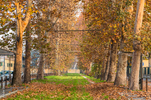 イタリア ミラノの秋の紅葉した並木道