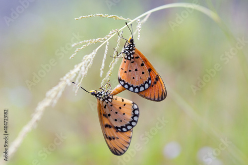butterfly on a flower © Agus