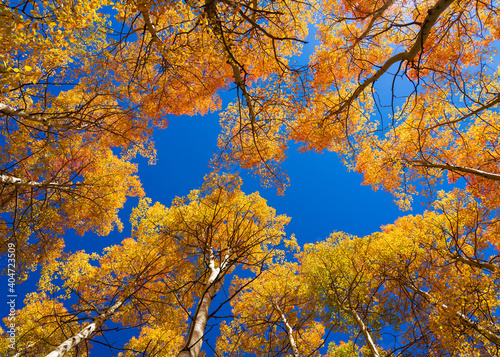 Looking up at a stand of Aspen trees