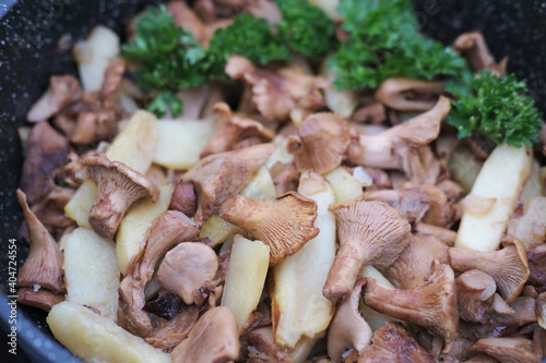 fried Chanterelle or girolle mushrooms with potatoes. fried casserole. summer and autumn seasonal lunch. close up view. homemade dinner. home cooking. forest mushrooms.
