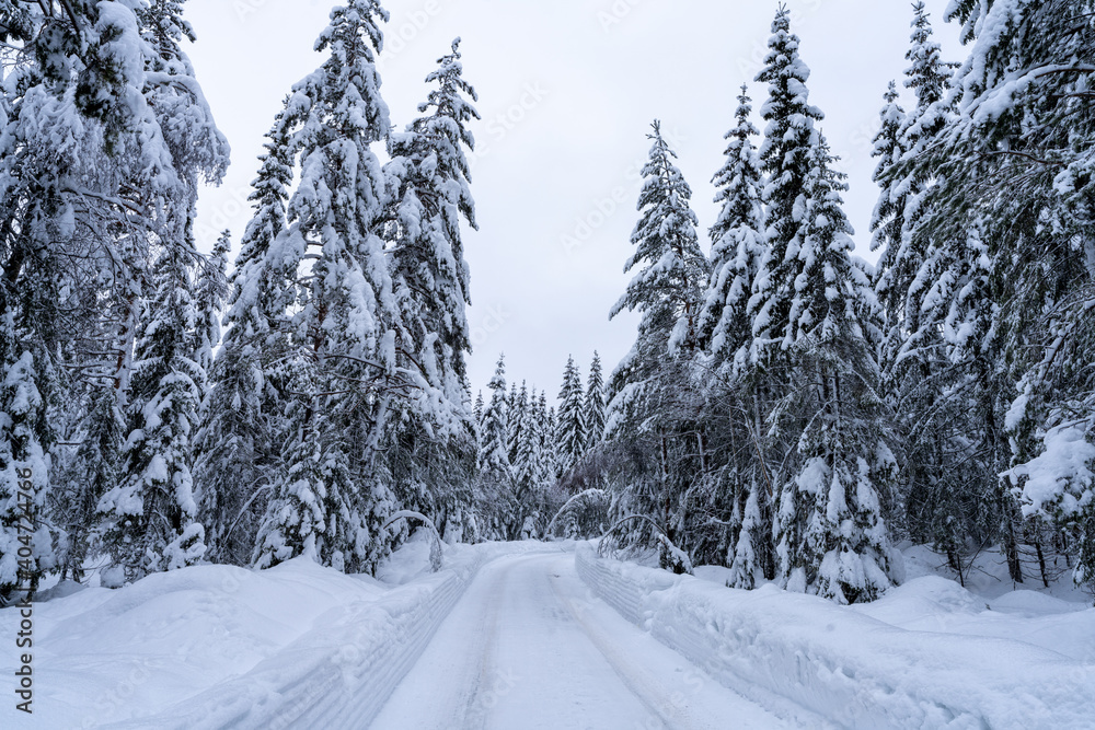 Norwegian spruces in a Scandinavian forest after heavy snowfall