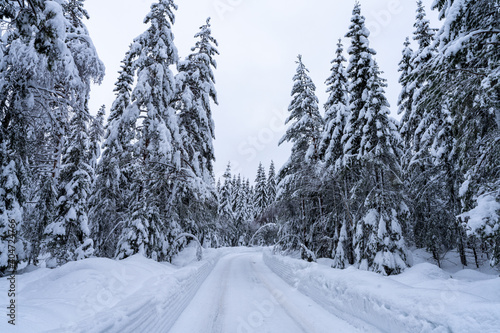Norwegian spruces in a Scandinavian forest after heavy snowfall © Dreamnordno