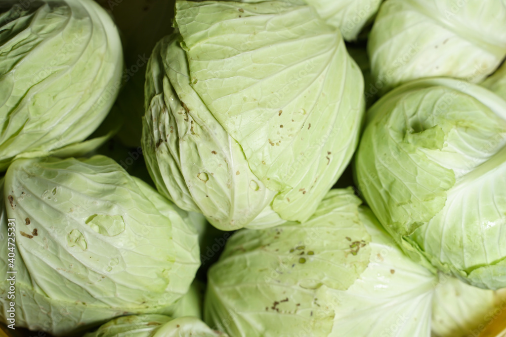 Fototapeta premium Cabbages display on sale in the traditional market. Vegetables markets. Cabbage background. Fresh cabbage from farm field. Close up macro view of green cabbages. Vegetarian food concept.