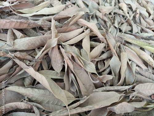 close up of dried leaves