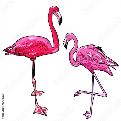 Freehand illustration of two pink flamingos isolated on a white background. Tropical birds for icon, logo, blank for designers, club, interiors