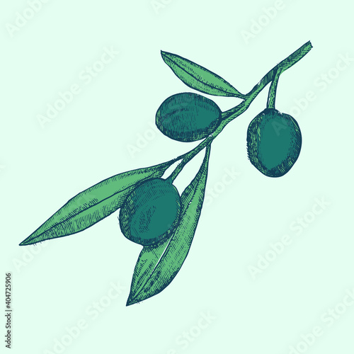 Olive brunch vintage engraving style illustration. Hand drawn style Olive vector illustration. Sketch olive twig 