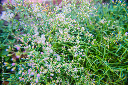 White purple grass flowers. Small but beautiful grass flowers in the garden.