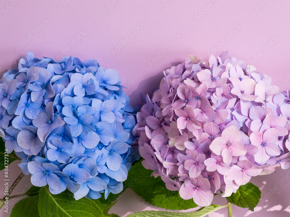 Fototapeta premium Blue and pink hydrangea on a pink background with copy space